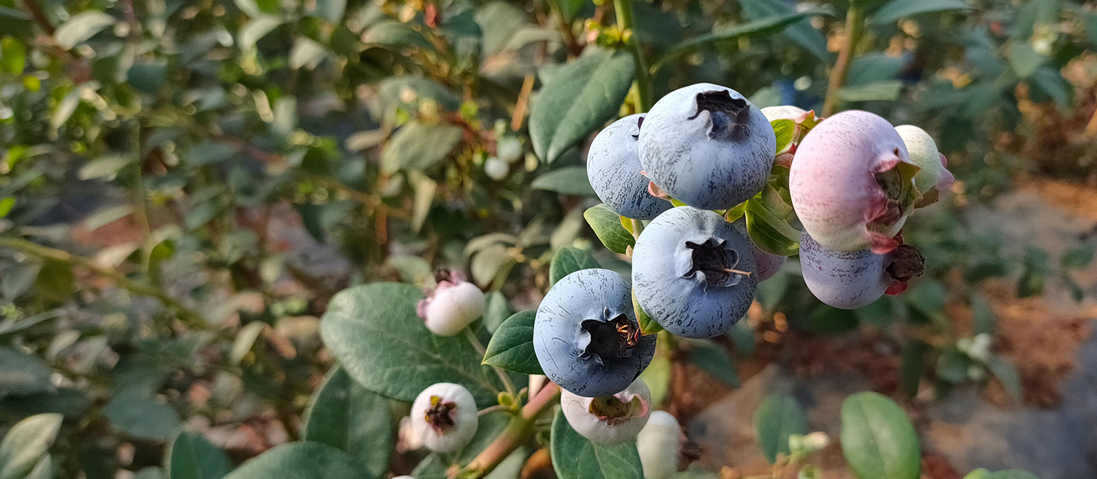 FV1905-slider-1-1600-x700-60-procent