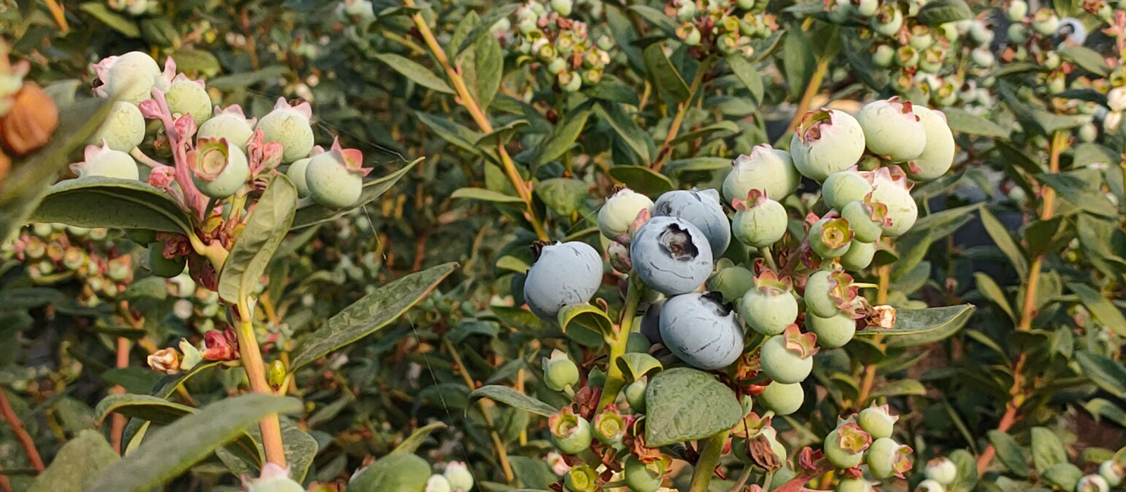 FV1905-slider-2-1600-x700-60-procent