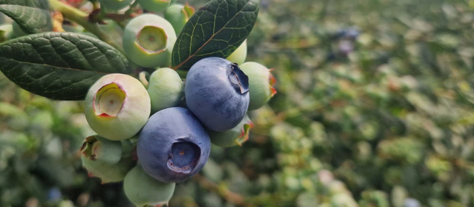 Mundo Azul DUNIA slider 2 1600 x700-60 procent